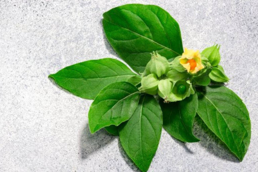 The Benefits of Ashwagandha Gummies with Ginseng